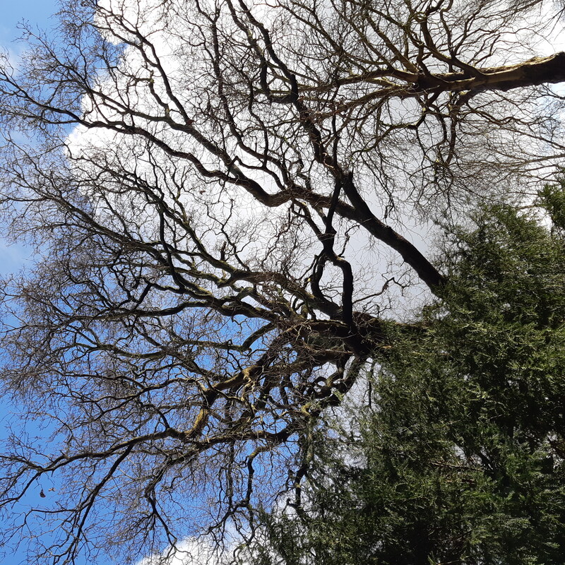 kale bomen tegen blauwe lucht